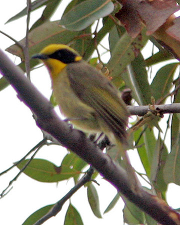 Yellow-tufted Honeyeater (Lichenostomus melanops)