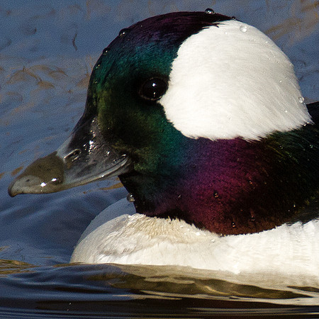 Bufflehead (Bucephala albeola) male