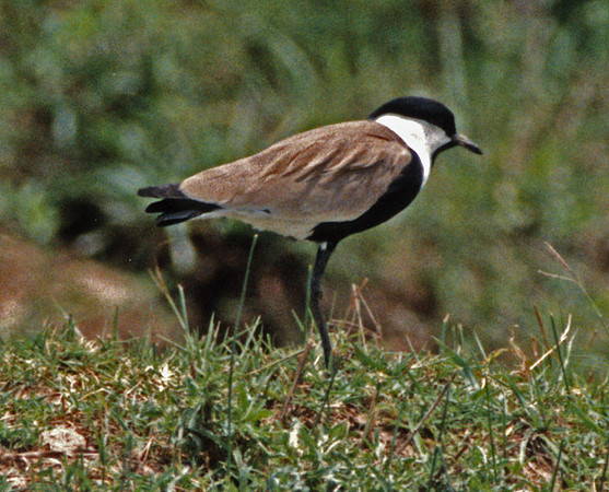 Masked Lapwing (Vanellus miles) also known as Masked Plover, Spur-winged Plover