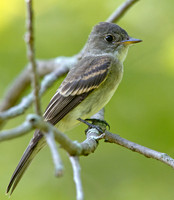 Eastern wood pewee (Contopus virens)