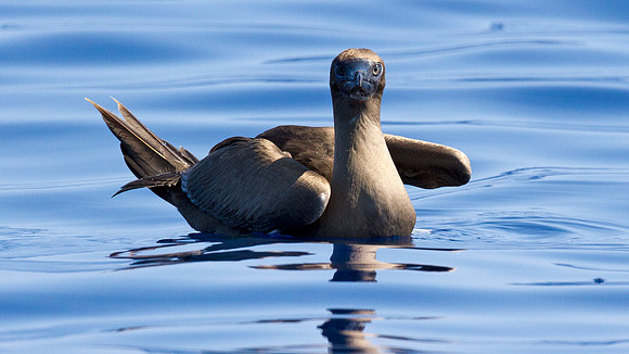 Red-footed Booby (Sula sula)