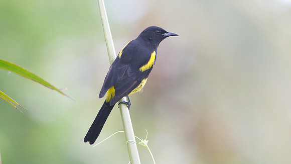 Hispaniolan Oriole (Icterus dominicensis)