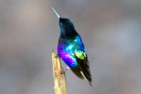 Velvet-purple Coronet (Boissonneaua jardini)