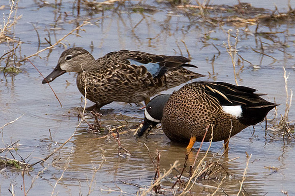 Blue-winged Teal (Anas discors)