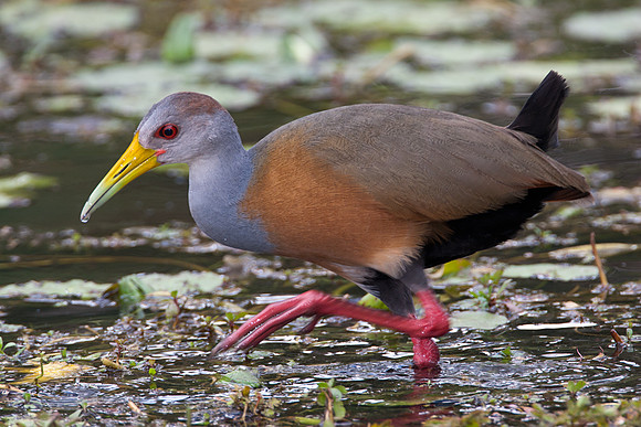 Grey-necked Wood-Rail (Aramides cajanea)