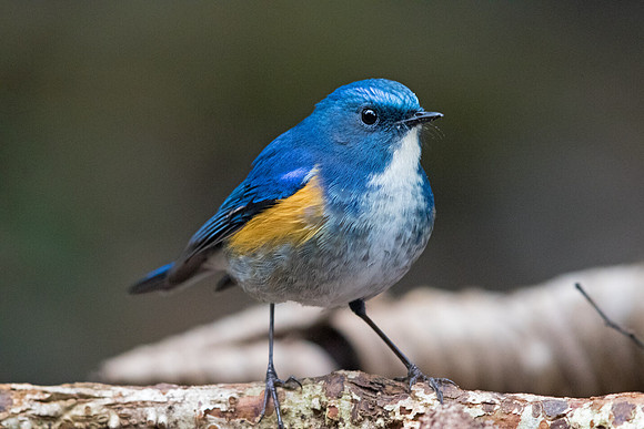 Himalayan bluetail (Tarsiger rufilatus) Male