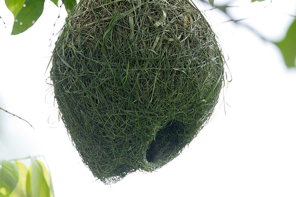 Baya Weaver Nest (Ploceus philippinus)