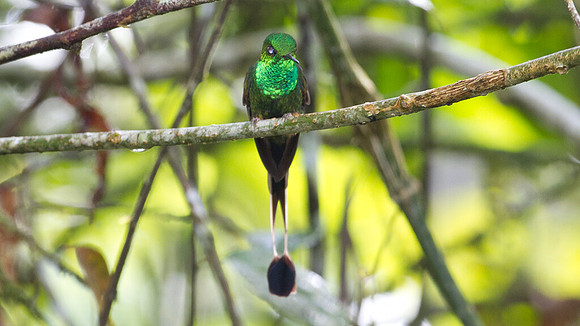Booted Racket-tail (Ocreatus underwoodii)