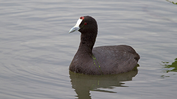 Red-knobbed Coot (Fulica cristata)
