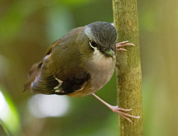Grey-headed robin (Heteromyias cinereifrons)