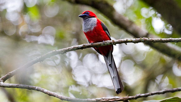 Whitehead's Trogon (Harpactes whiteheadi) male