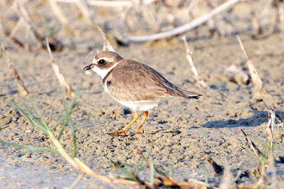 Semipalmated Plover (Charadrius semipalmatus)