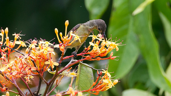 Copper-throated Sunbird (Nectarinia calcostetha) female