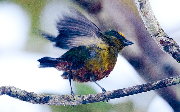 Olive-backed Euphonia (Euphonia gouldi)