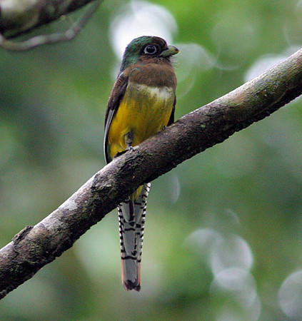 Black-throated Trogon (Trogon rufus)