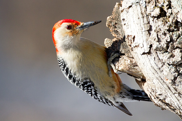 Red-bellied Woodpecker (Melanerpes carolinus) Male