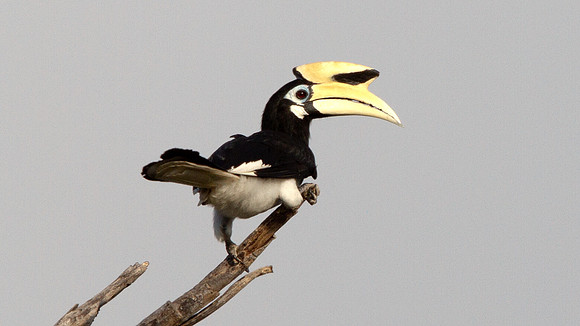 Oriental pied hornbill (Anthracoceros albirostris)