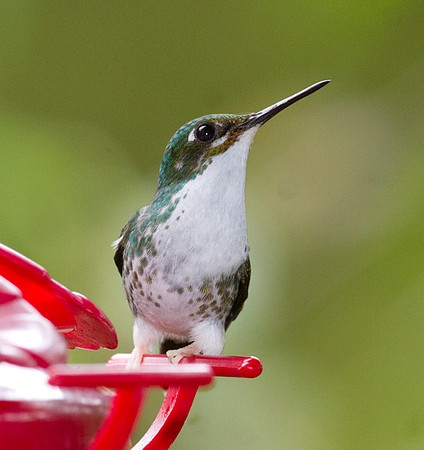 Booted Racket-tail (Ocreatus underwoodii)