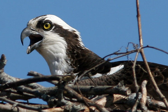 Western Osprey (Pandion haliaetus)