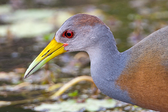 Grey-necked Wood-Rail (Aramides cajanea)