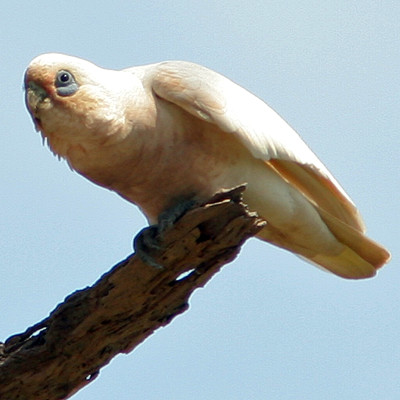 Little Corella (Cacatua sanguinea) also known as Bare-eyed Cockatoo