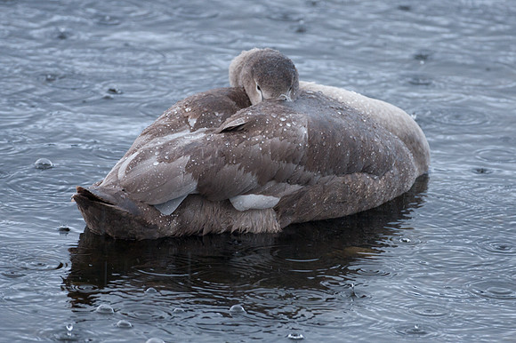 Mute Swan (Cygnus olor) juvenile