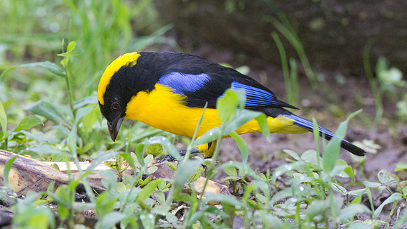 Blue-winged Mountain-tanager (Anisognathus somptuosus)