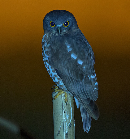 Brown hawk-owl (Ninox scutulata)