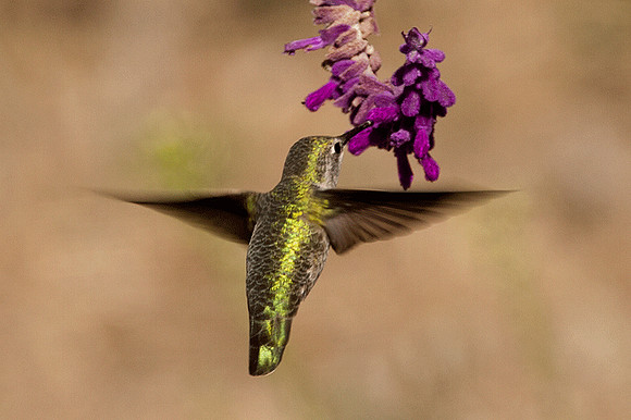 Anna's Hummingbird (Calypte anna)