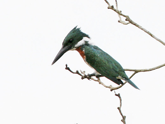 Amazon Kingfisher (Chloroceryle amazona) male