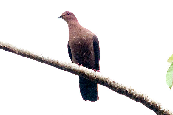 Short-billed Pigeon (Patagioenas nigrirostris)