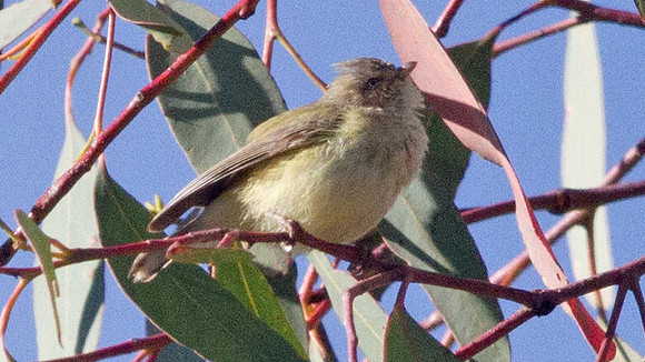 Weebill (Smicrornis brevirostris)