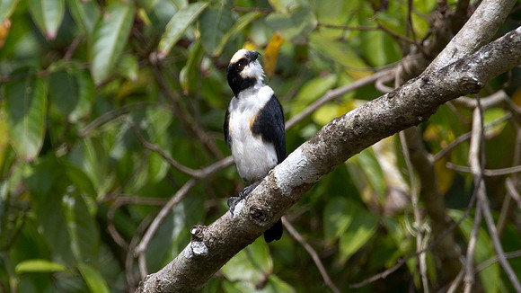 White-fronted Falconet (Microhierax latifroms) male