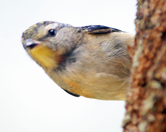 Spotted Pardalote (Pardalotus punctatus)