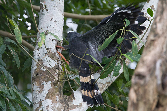 Crane Hawk (Geranospiza caerulescens)
