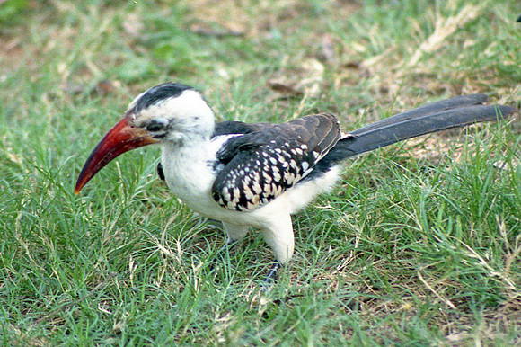 Red-billed Hornbill (Tockus erythrorhynchus)