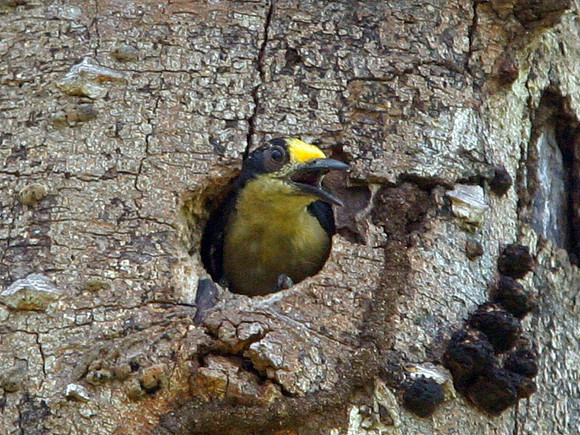 Golden-naped Woodpecker (Melanerpes chrysauchen) female