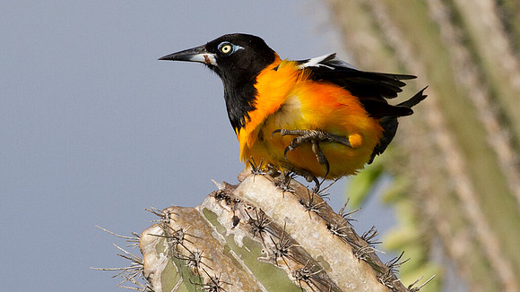 Venezuelan Troupial (Icterus icterus)
