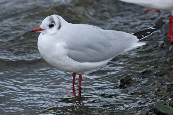 Black-headed Gull (Chroicocephalus ridibundus)