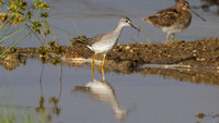 Lesser Yellowlegs (Tringa flavipes) Wilson's Snipe (Gallinago delicata)