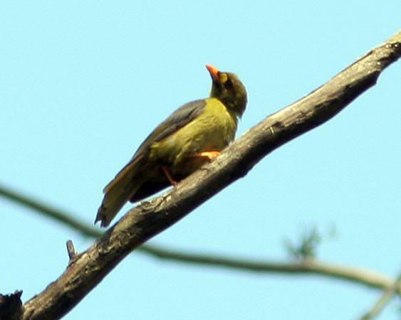 Bell Miner (Manorina melanophrys) also known as Bellbird