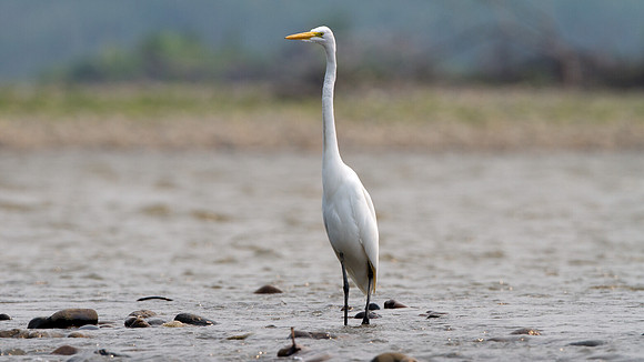 Great Egret (Ardea alba)