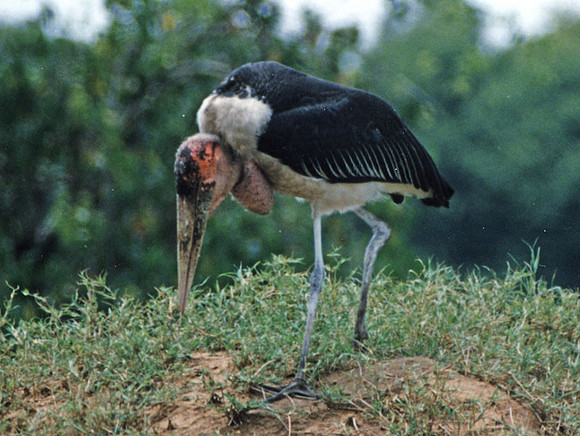 Marabou Stork (Leptoptilos crumeniferus)