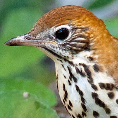 Wood Thrush (Hylocichla mustelina)