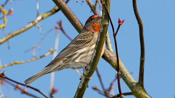 House Finch (Carpodacus mexicanus)