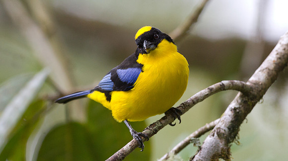 Blue-winged Mountain Tanager (Anisognathus somptuosus)