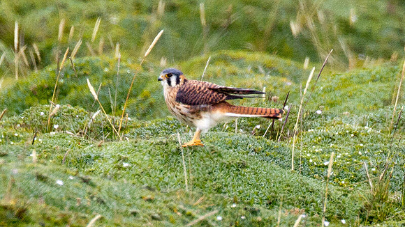 American Kestrel (Falco sparverius)
