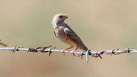 Red-headed Finch (Amadina erythrocephala) female