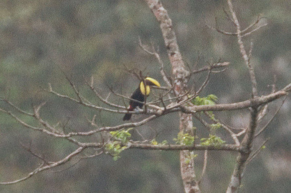 Chestnut-mandibled Toucan (Ramphastos swainsonii) also known as Swainson's Toucan