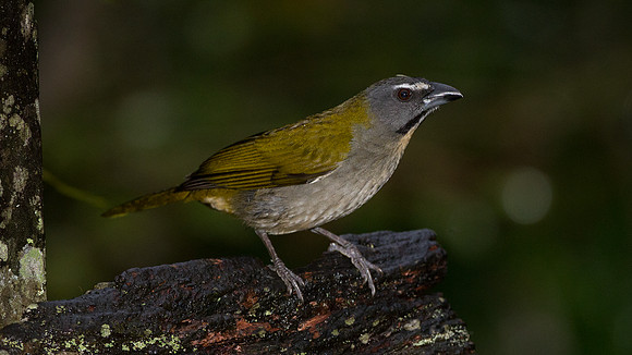 Buff-throated Saltator (Saltator maximus)